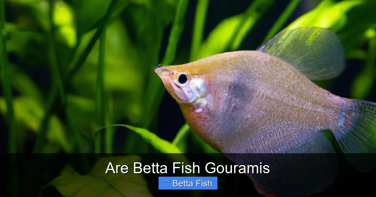 Are Betta Fish Gouramis