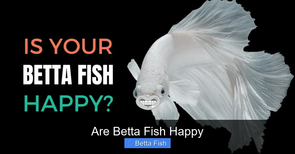 Are Betta Fish Happy