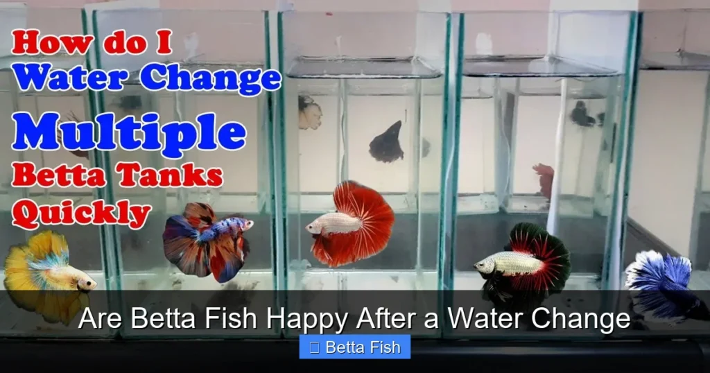 Are Betta Fish Happy After a Water Change