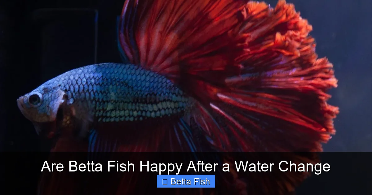 Are Betta Fish Happy After a Water Change