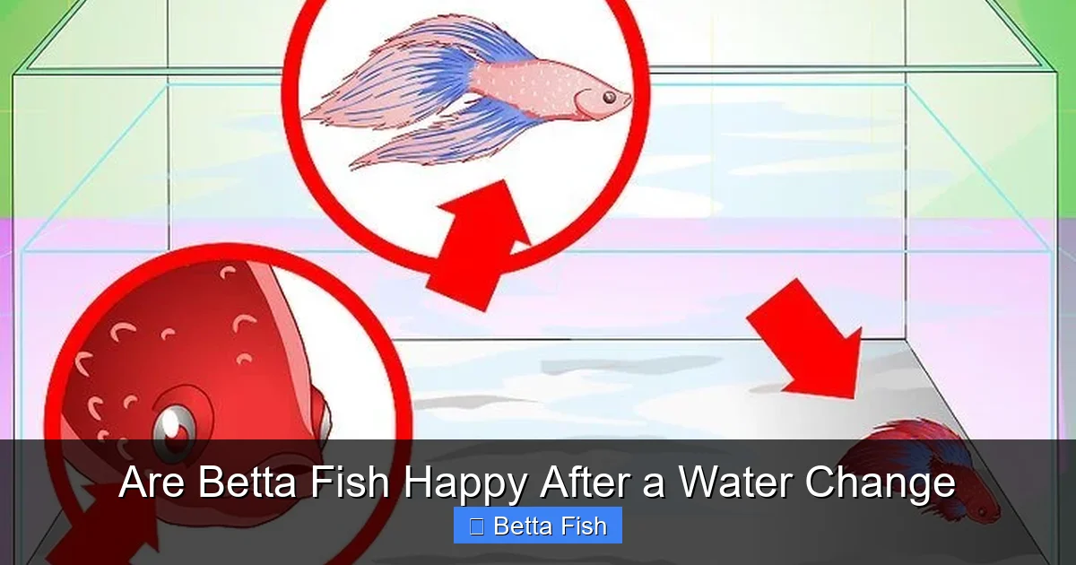 Are Betta Fish Happy After a Water Change