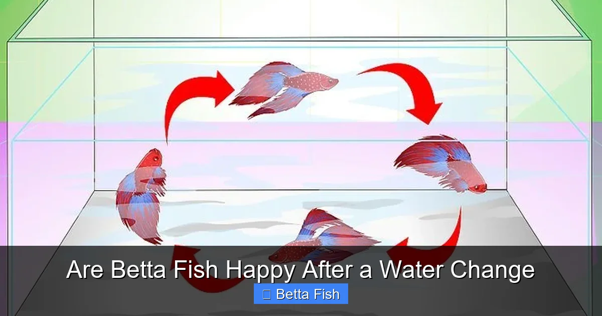 Are Betta Fish Happy After a Water Change