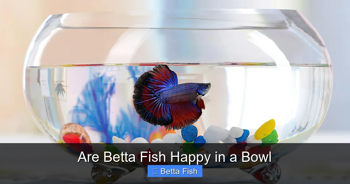 Are Betta Fish Happy in a Bowl