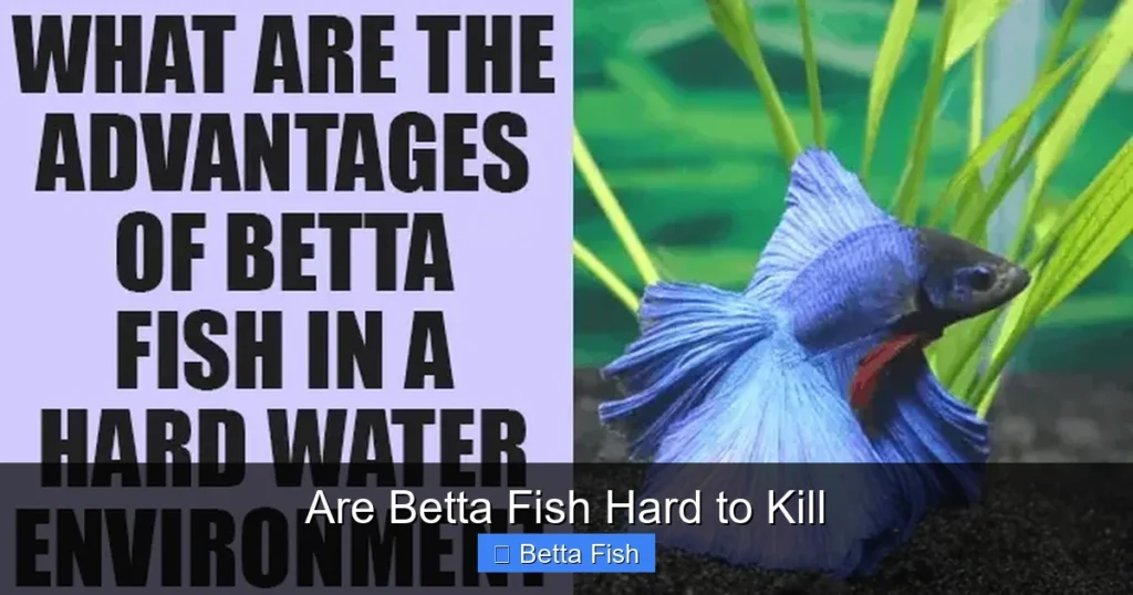 Are Betta Fish Hard to Kill