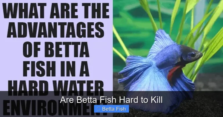 Are Betta Fish Hard to Kill