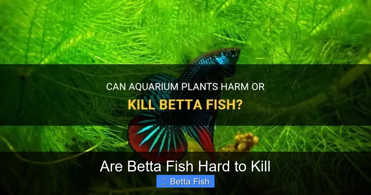 Are Betta Fish Hard to Kill