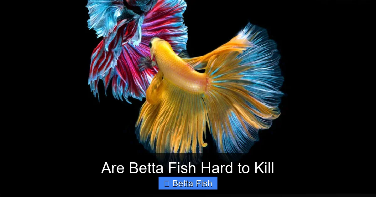 Are Betta Fish Hard to Kill