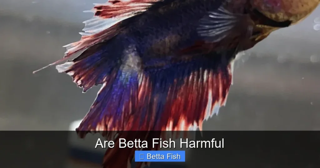 Are Betta Fish Harmful