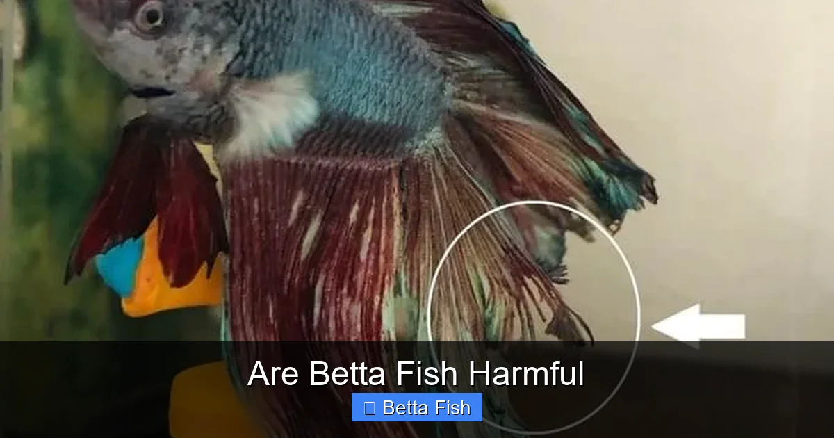 Are Betta Fish Harmful