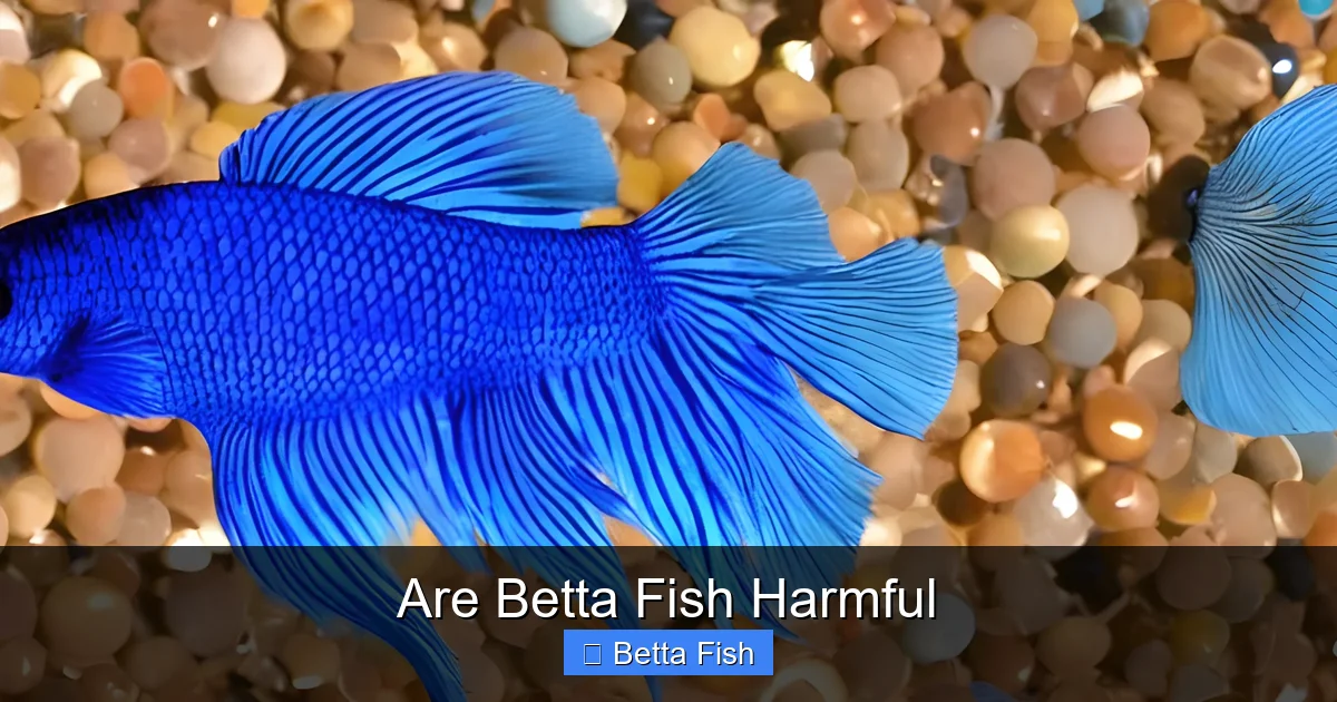 Are Betta Fish Harmful