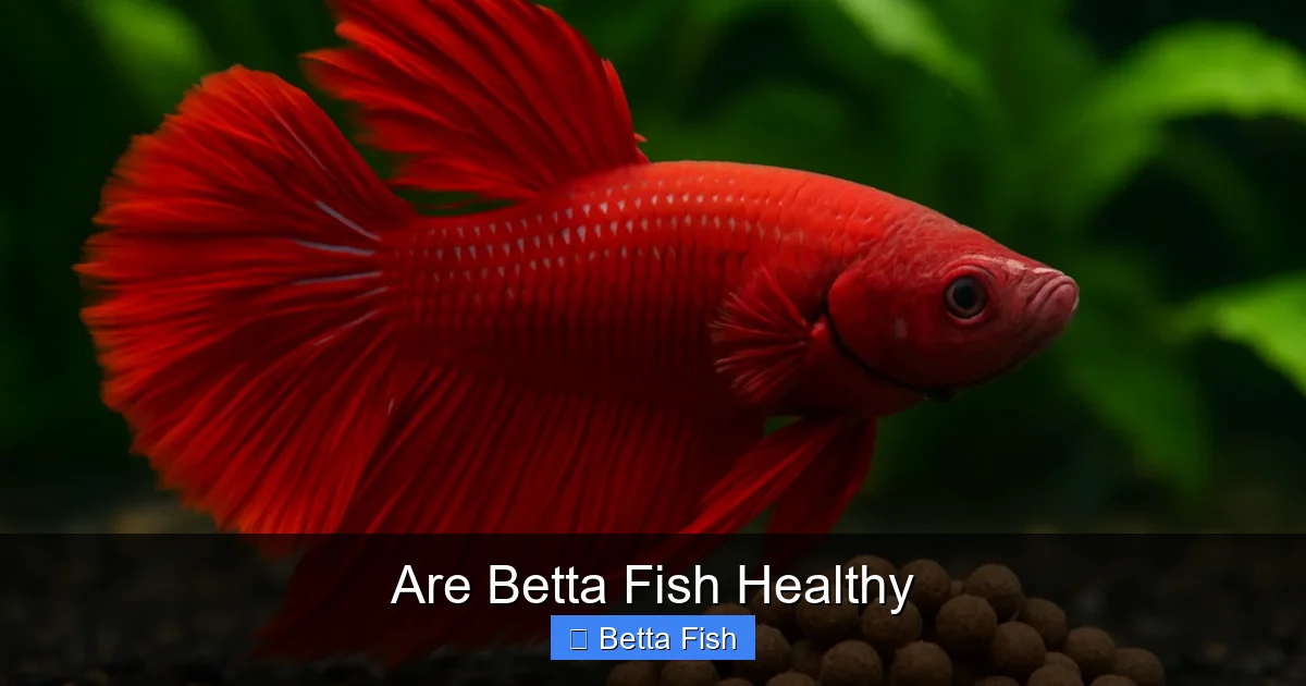 Are Betta Fish Healthy