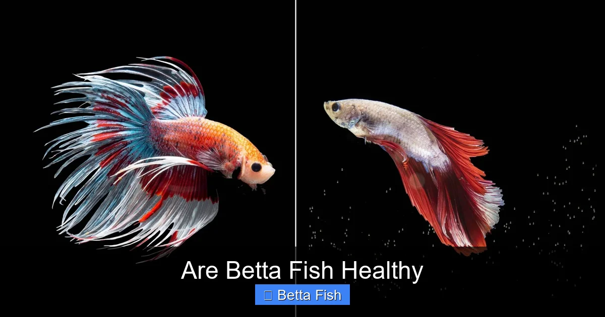 Are Betta Fish Healthy