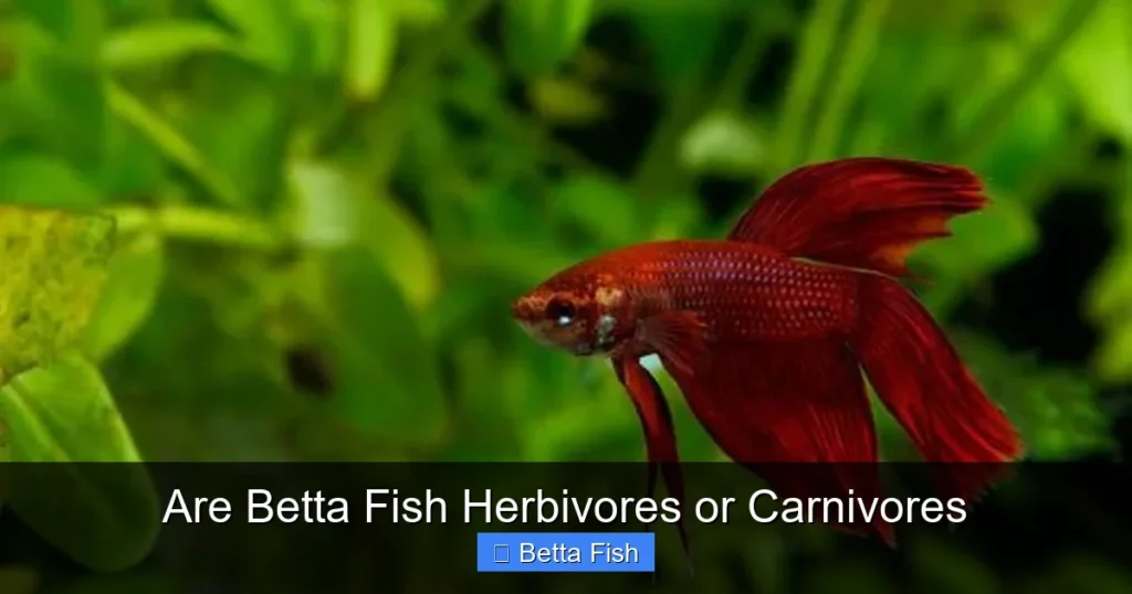 Are Betta Fish Herbivores or Carnivores