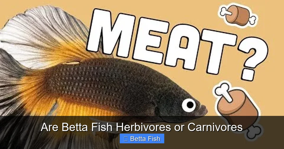 Are Betta Fish Herbivores or Carnivores