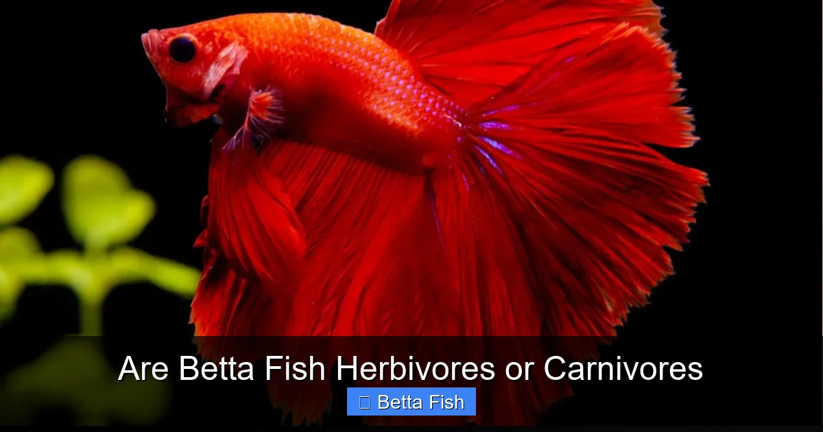 Are Betta Fish Herbivores or Carnivores