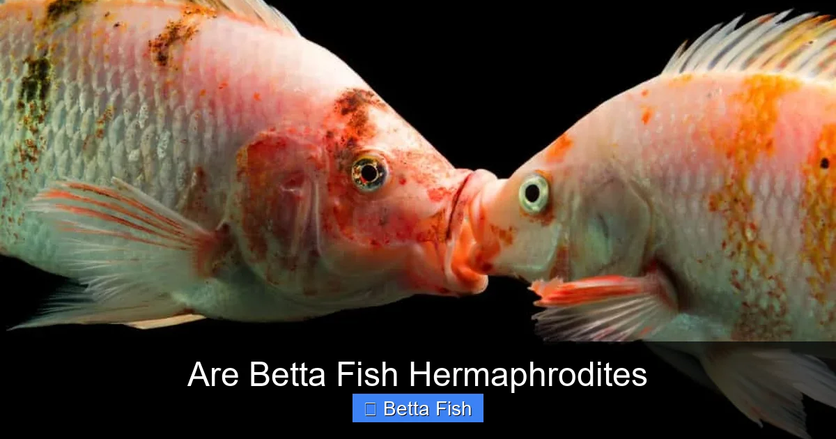 Are Betta Fish Hermaphrodites