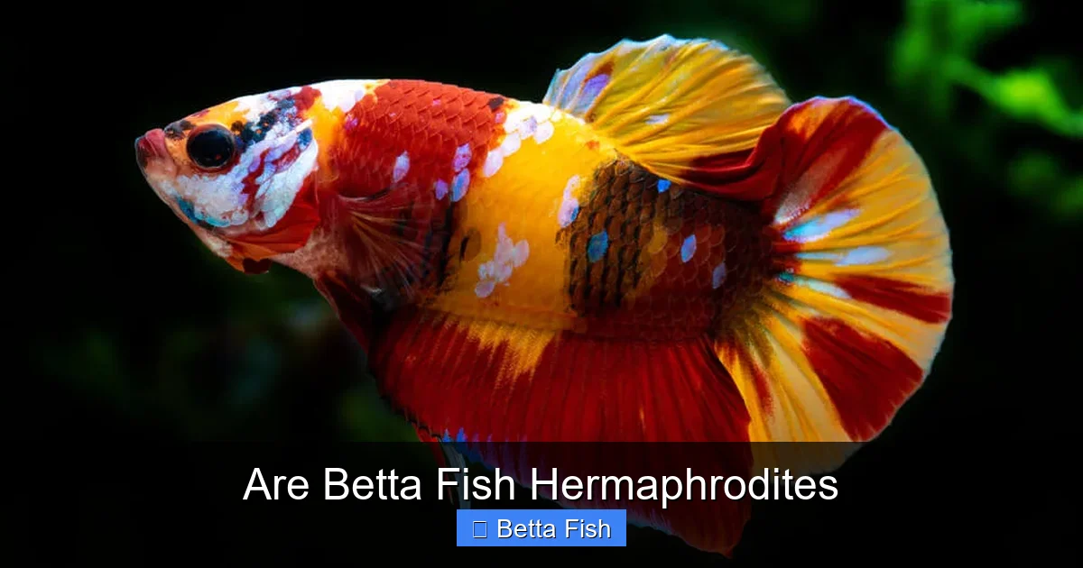 Are Betta Fish Hermaphrodites