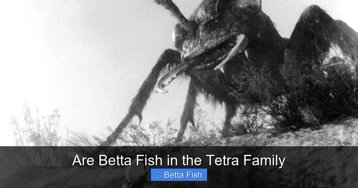 Are Betta Fish in the Tetra Family
