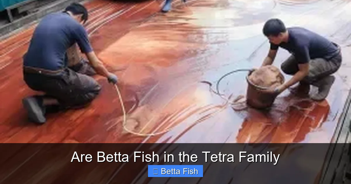 Are Betta Fish in the Tetra Family