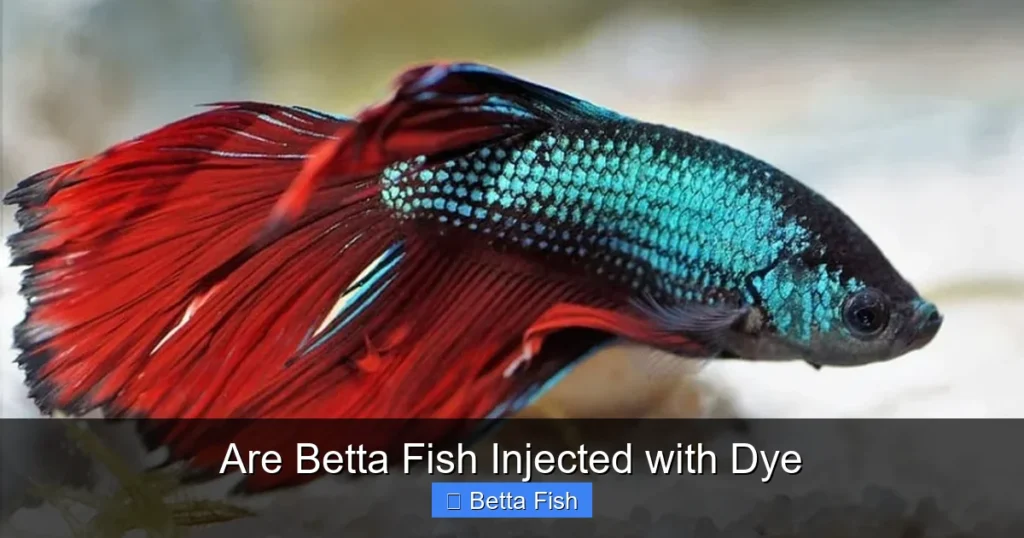 Are Betta Fish Injected with Dye