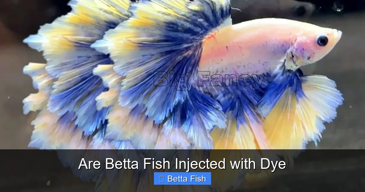 Are Betta Fish Injected with Dye