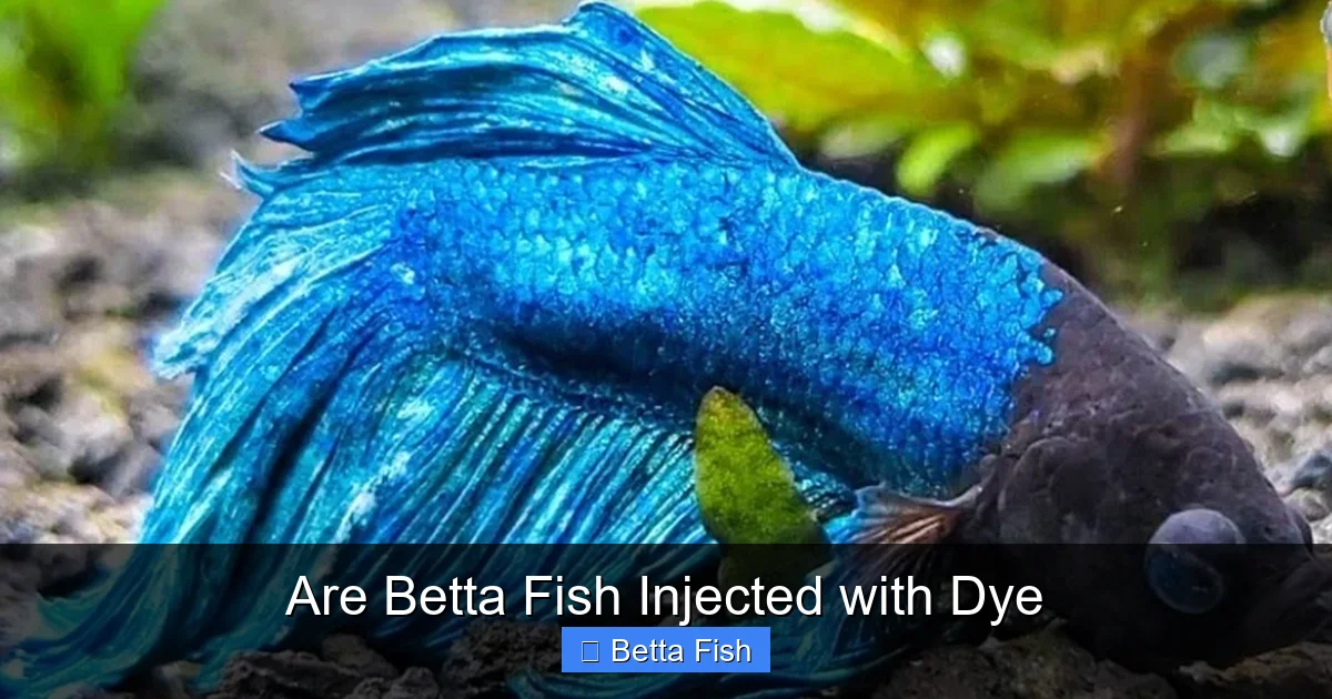 Are Betta Fish Injected with Dye