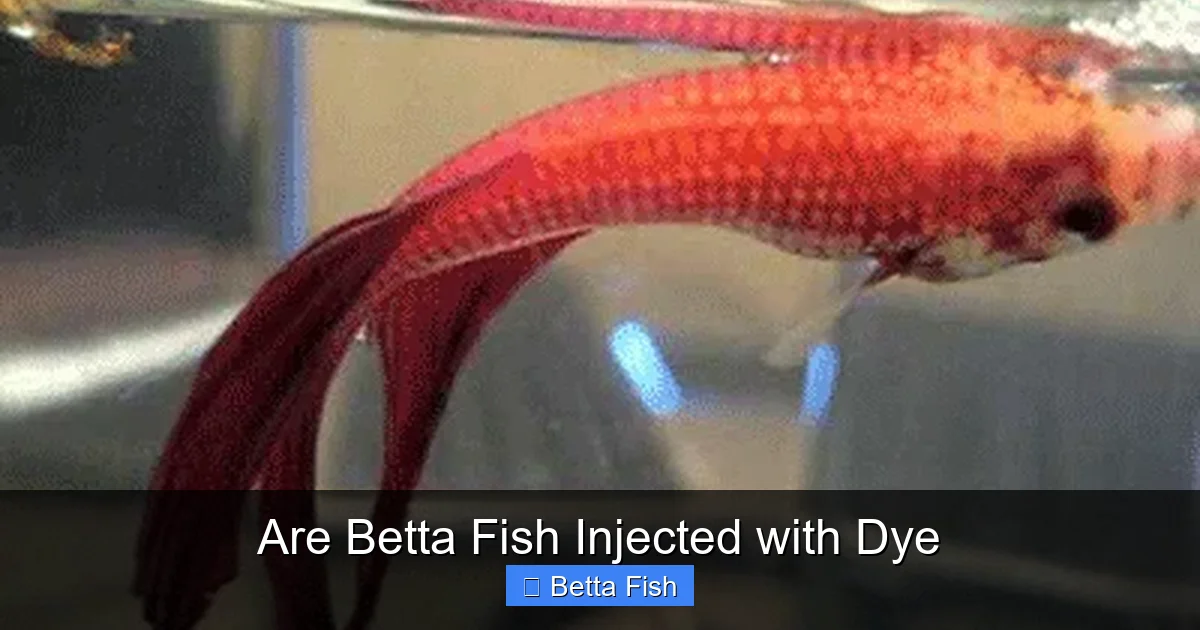 Are Betta Fish Injected with Dye