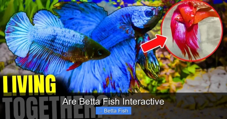 Are Betta Fish Interactive