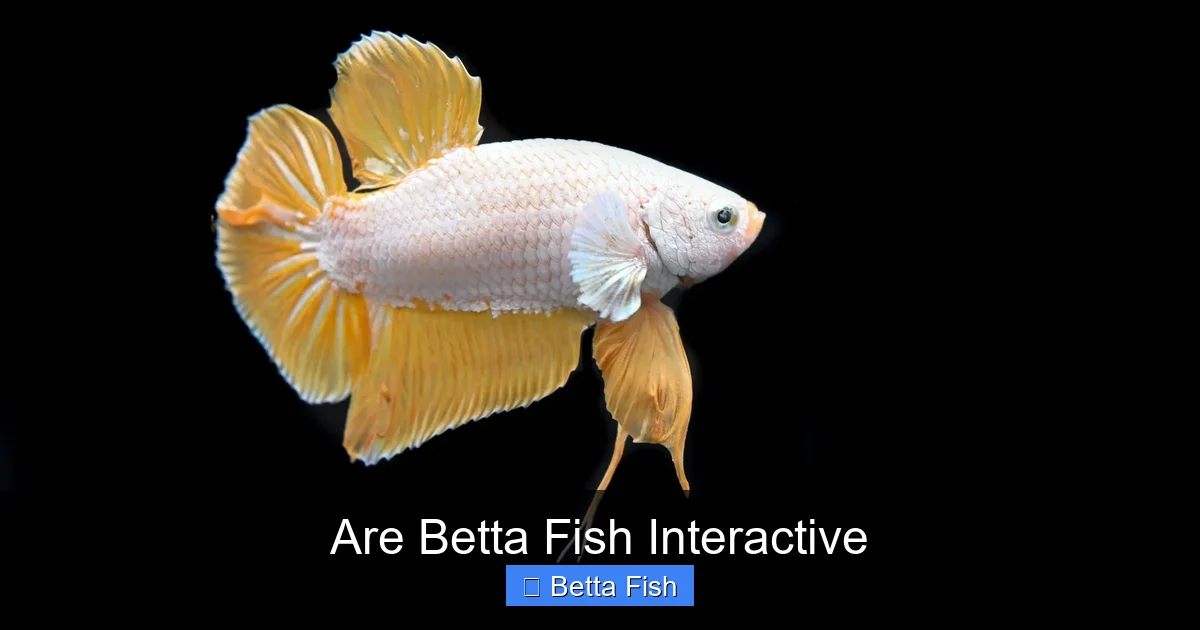 Are Betta Fish Interactive