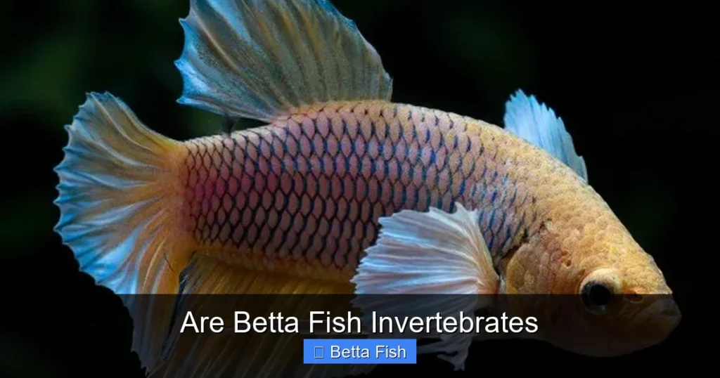 Are Betta Fish Invertebrates