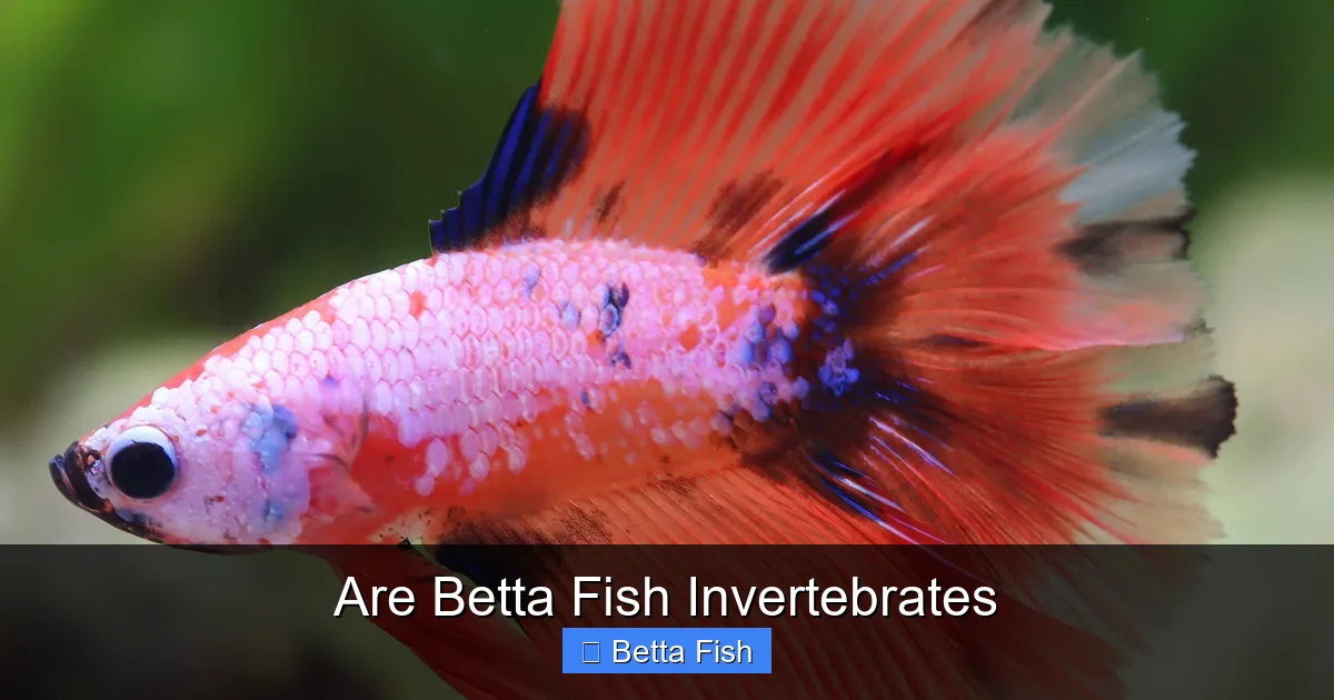 Are Betta Fish Invertebrates