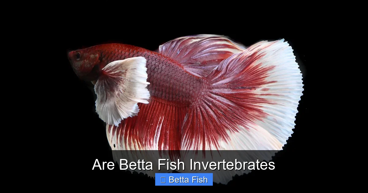 Are Betta Fish Invertebrates
