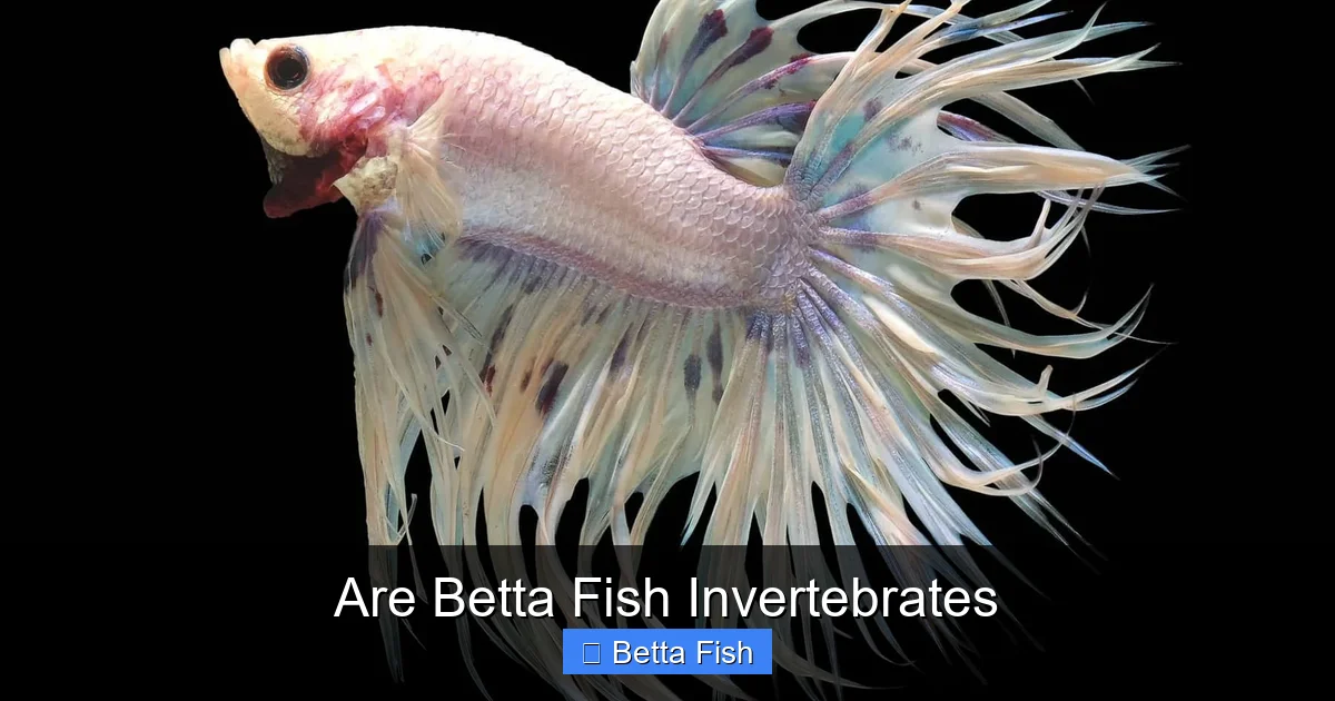 Are Betta Fish Invertebrates