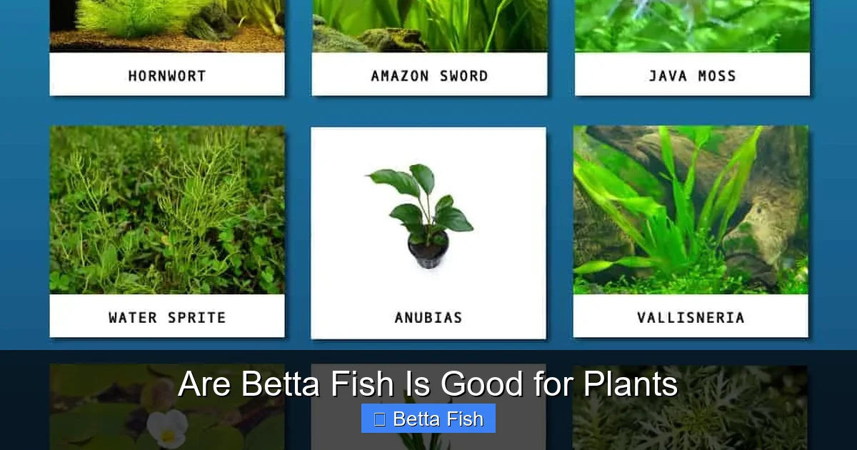 Are Betta Fish Is Good for Plants
