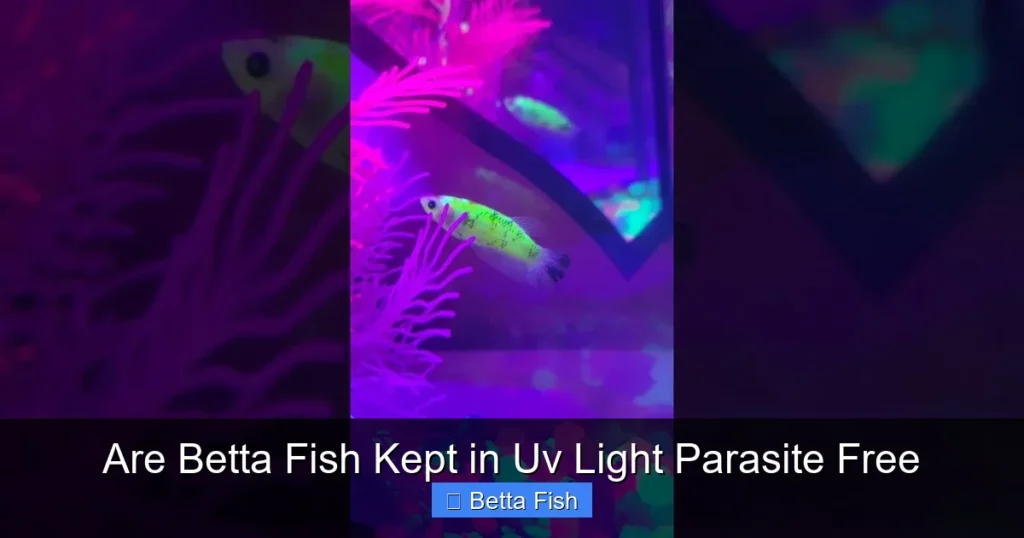 Are Betta Fish Kept in Uv Light Parasite Free