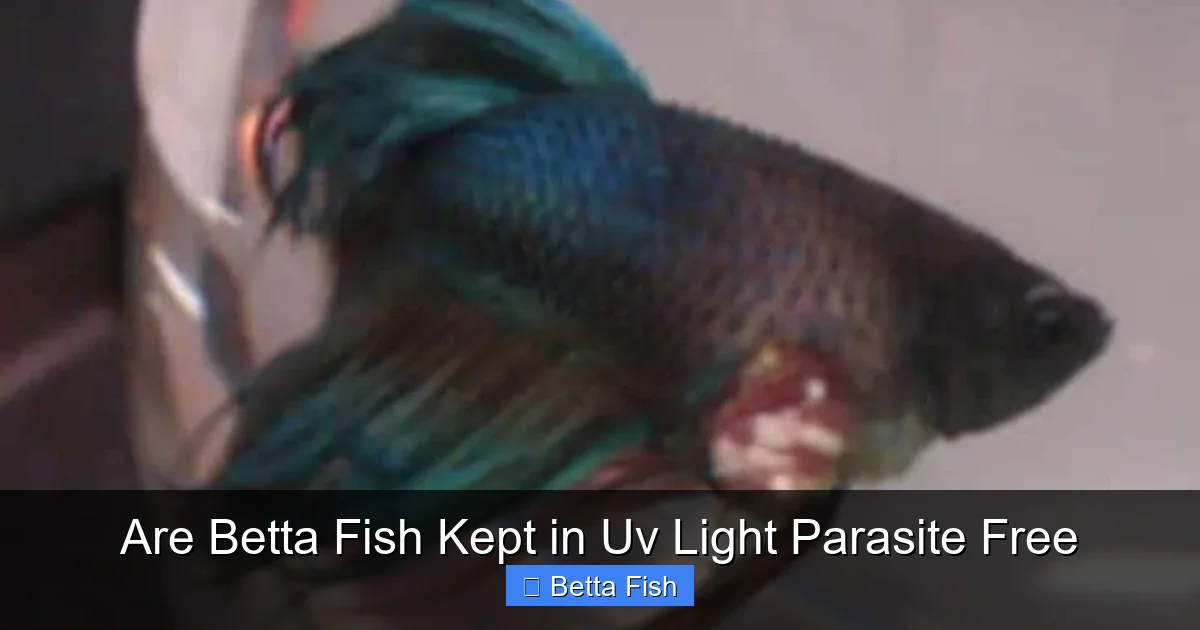 Are Betta Fish Kept in Uv Light Parasite Free