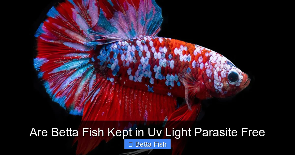 Are Betta Fish Kept in Uv Light Parasite Free
