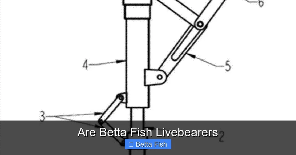 Are Betta Fish Livebearers