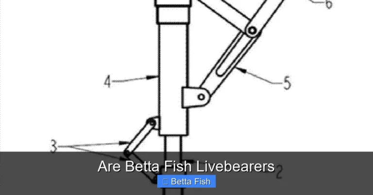 Are Betta Fish Livebearers