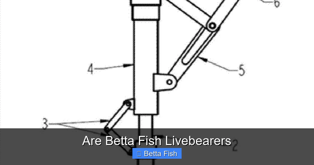 Are Betta Fish Livebearers