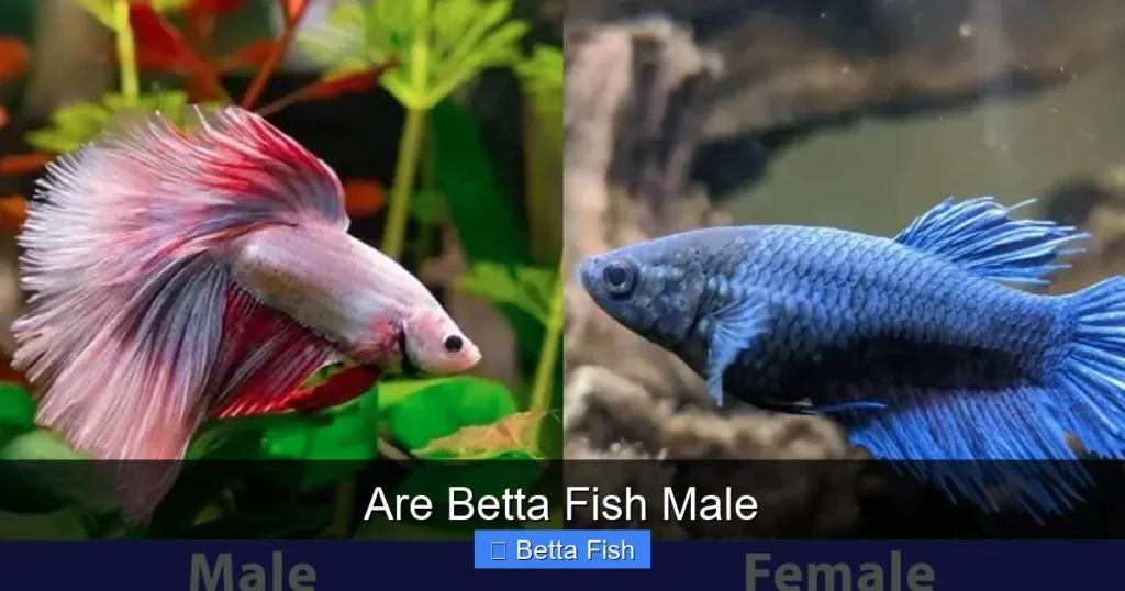 Are Betta Fish Male