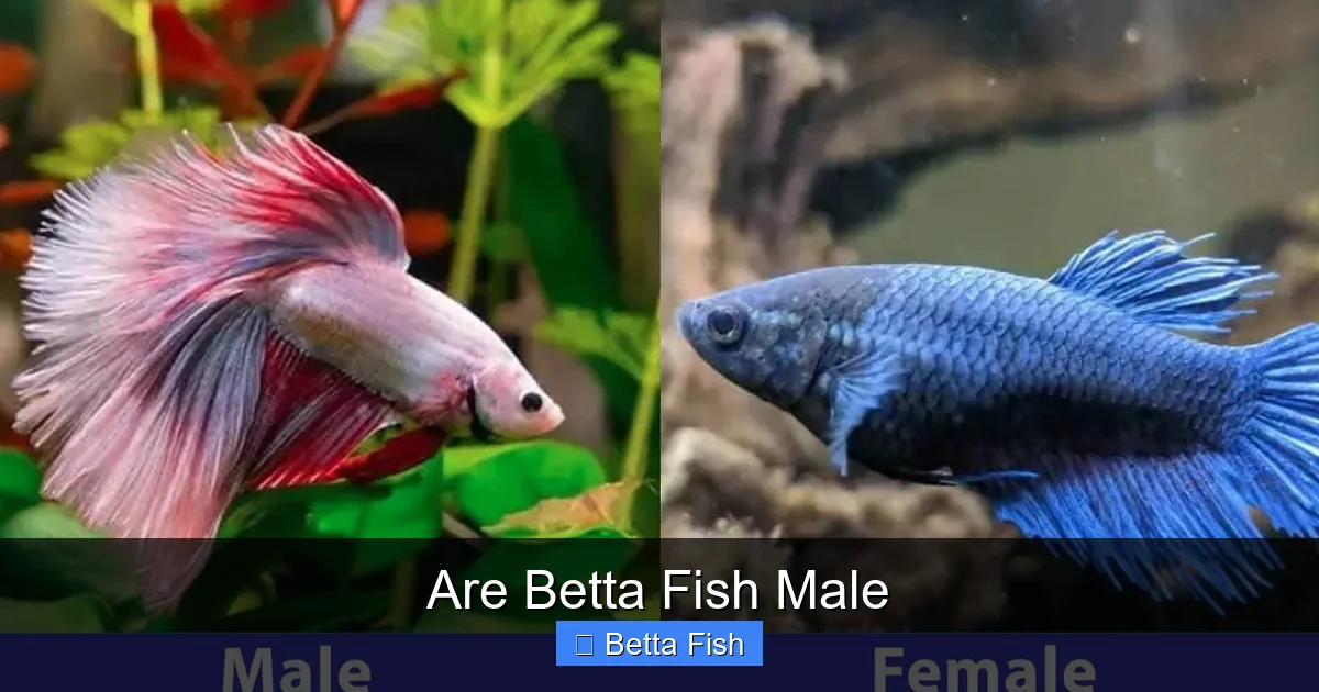 Are Betta Fish Male