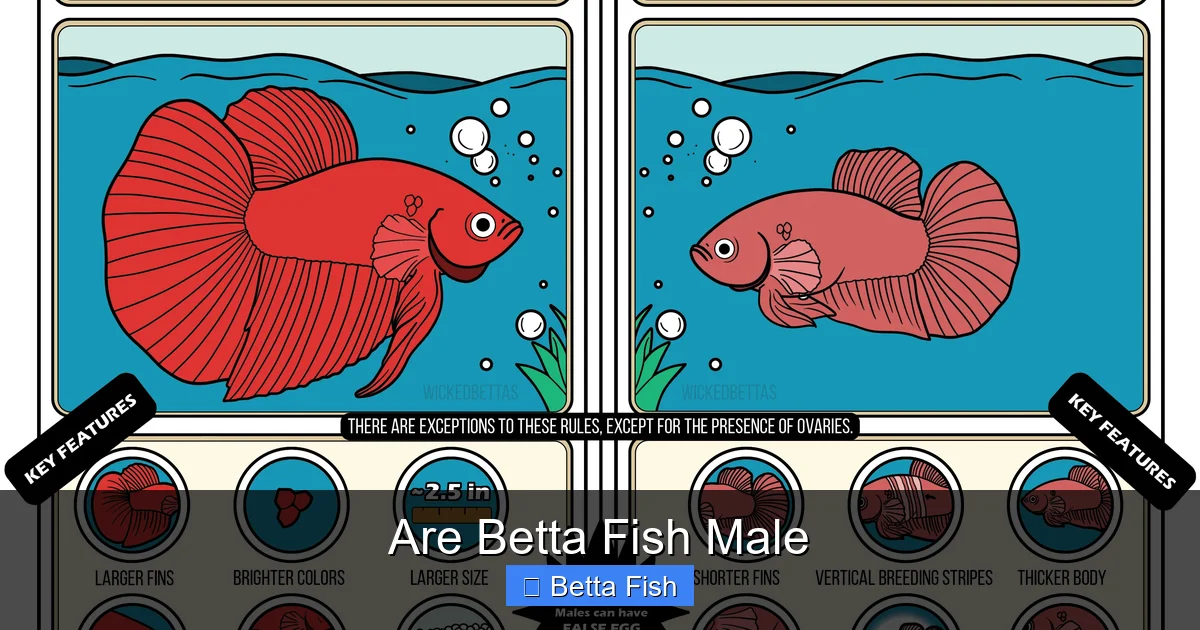 Are Betta Fish Male