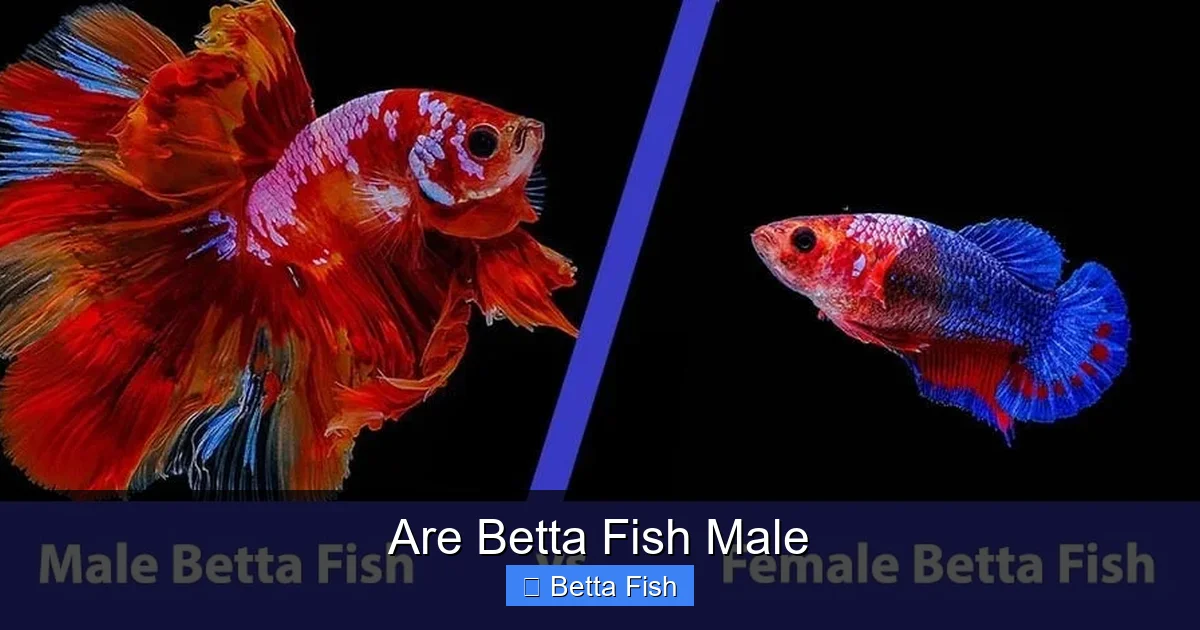 Are Betta Fish Male