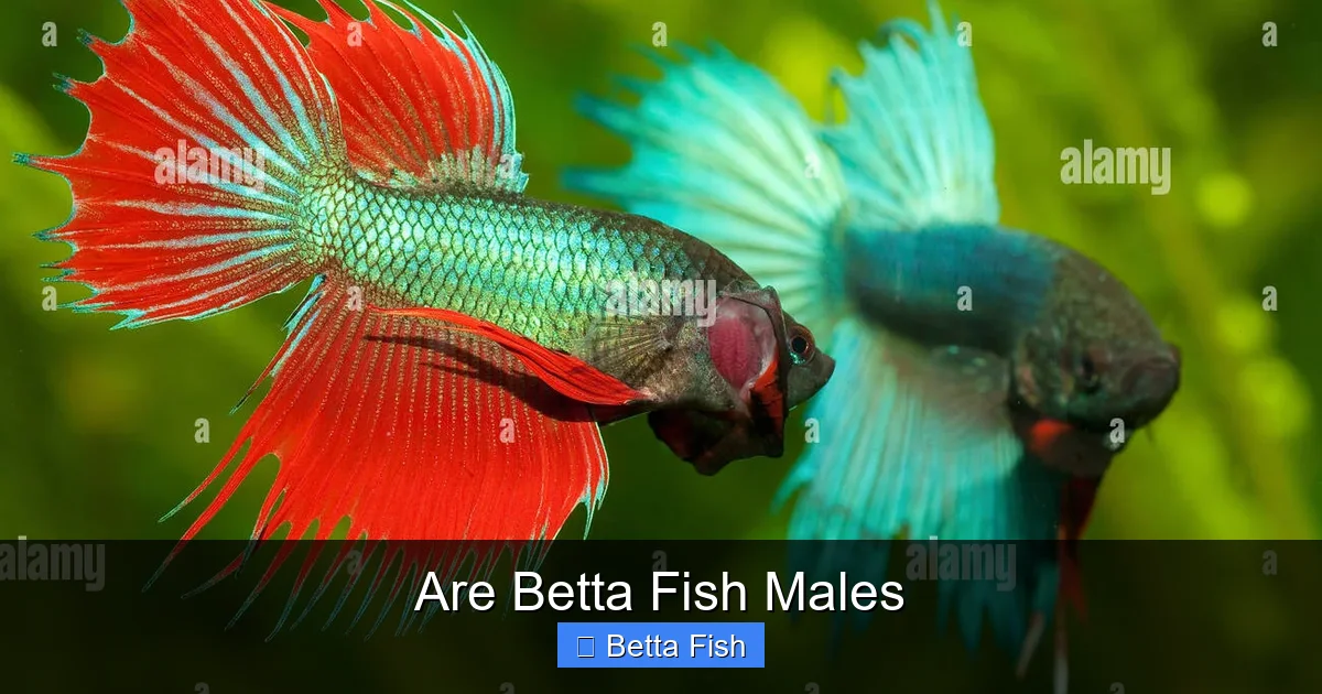 Are Betta Fish Males