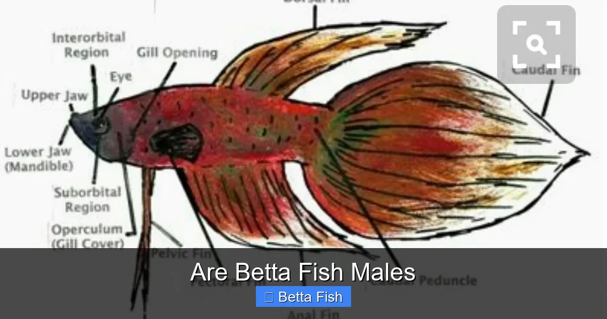 Are Betta Fish Males