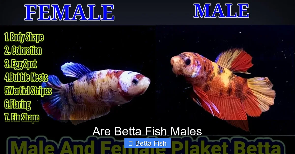 Are Betta Fish Males