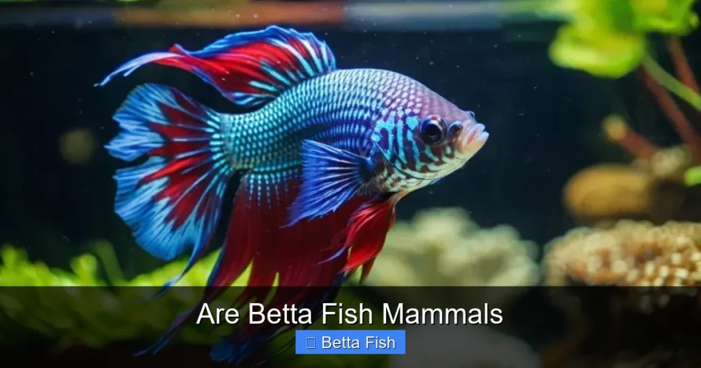 Are Betta Fish Mammals