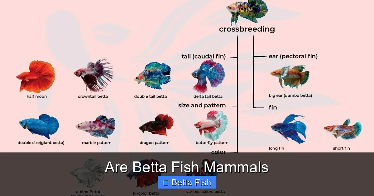 Are Betta Fish Mammals