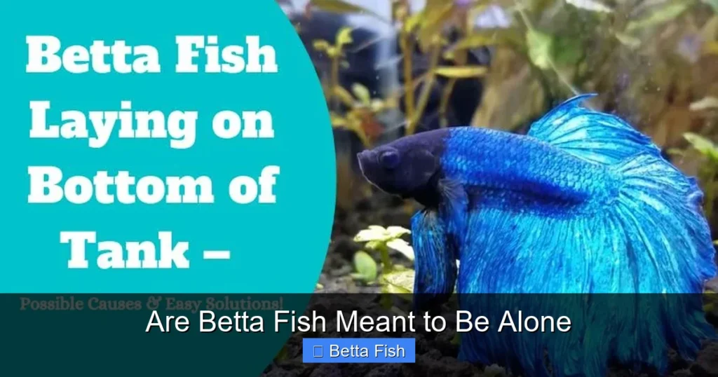 Are Betta Fish Meant to Be Alone